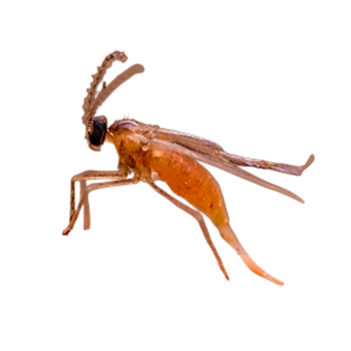 Resseliella theobaldi
